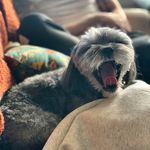 Jerry the Shihpoo - @jerrymapleskenyon - Instagram