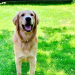 Maple Jerry - @maple.jerry - Instagram