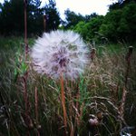 Jerry McCool - @trumpjoygurly - Instagram