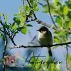 jerry_D_mcfarlane - @jerry_d_mcfarlane - TikTok