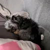 Jerry.102 - @jerry.meier.hund92 - TikTok