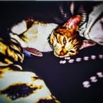 jerry melillo - @jerry_da_silva_melillo - Instagram