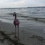 Jerry F. Mingo - @_jerry_the_flamingo_ - Instagram