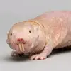 Naked Mole Rat - @jerrysnakedmolerat - TikTok