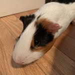 Jerry_noonan - @j_dogg_the_sav - Instagram
