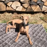 Jerry Berry 🍓🐶 - @jerryberry_iggy_oberursel - Instagram