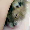 Jerry🐹❤️🐭 - @zivot_podle_jerryho - TikTok