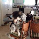 Jerry Oglesbee - @hotrodoglesbee3062 - Instagram