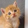 jerry - @jerry.orange.cat - TikTok