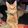 JerryTheOrange - @jerrytheorangeboy - TikTok