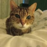 Jerry Orchard - @jezzataff - Instagram