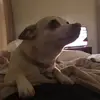 Gerardo Corona Rodríguez  - @jerrycorona - TikTok