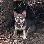 Jerry Otis - @the_frenchiest_jerry_otis - Instagram