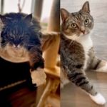 Jerry and Otto😻😼 - @jerry_and_otto - Instagram