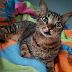Otto & Jerry - @otto.and.jerry - Instagram