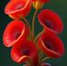 Jerry Pabon  - Facebook