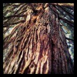 Jerry Pack - @urbansequoia - Instagram
