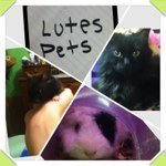 Jerry, Patch, Jade, And Fish - @the_lutes_pets - Instagram