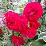 Jerry Pearson - @jerry.pearson.9 - Instagram