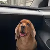 Jerry pet - @jerrypet_ - TikTok