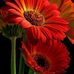 Jerry Phan - Facebook