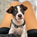 JERRY JR 🐶 - @ilpiccolojerry - Instagram