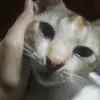NEP - @jerrypon0 - TikTok