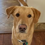 Jerry Powers - @jerry_the_goldador_9 - Instagram