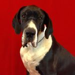 Jerry Pridemore - @jerry_dog_guy - Instagram