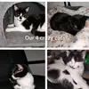 👑CATMAN👑 - @tomjerrypringleangeltoby - TikTok