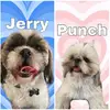 jerry+punch = ❤️✨ - @jerryy_and_punch - TikTok