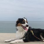 Jerry Quinton - @jerrytheminiaussie - Instagram