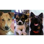 JERRY || ROMIE || RAMBO - @the_three_musketeers_life - Instagram