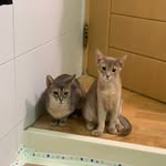@jerry_rex._ - Instagram