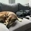 Jerry Rex - @jerry.rex3 - TikTok
