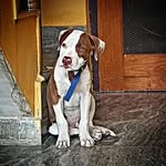 jerry rex 🐶❤️ - @jerry11_rex_10 - Instagram