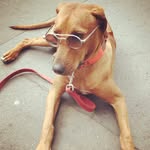 Jerry The Ridgeback - @jerrytheridgeback - Instagram