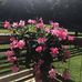 Jerry Sherry Riffe - Facebook