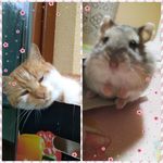RIŠO🐈a JERRY🐹 - @riso_and_jerry - Instagram