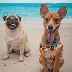 El pug y el mestizo ❤️ - @rocco_jerry_brothers - Instagram