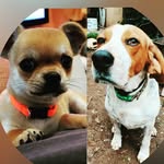 Rocco & Jerry - @roccobeagle2016_jerrychihuahua - Instagram