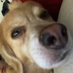 Jerry Rossi - @jerry4lifee - Instagram