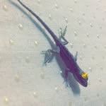 Jerry Scales - @jerrythelizardd - Instagram
