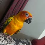 @jerry_see_nu_155 - Instagram