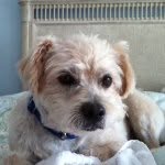 Jerry Settle - @jerry_da_dog - Instagram