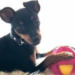 Jerry 🇺🇦 - @jerrysmalldog - Instagram