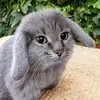 jerrysmallpants - @jerrysmallpants - TikTok