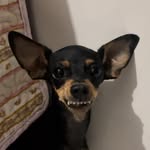 Jerry Sousa - @jerry_pinscher_ - Instagram
