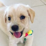 jerry_stories - @pupdogy - Instagram