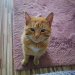 prezyvaju ma Fero - @jerry_stromokocur - Instagram